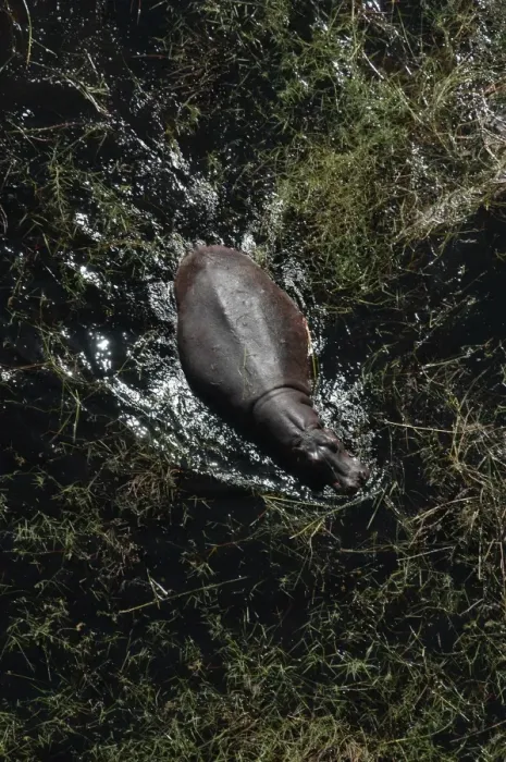 Framed Print : Hippopotamus - In water, Okavango Delta Botswana Africa Framed Print : Hippopotamus - In water, Okavango Delta Botswana Africa