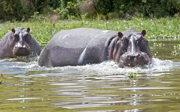 Hippopotamus - In water threatening - Lake Naivasha Kenya Africa