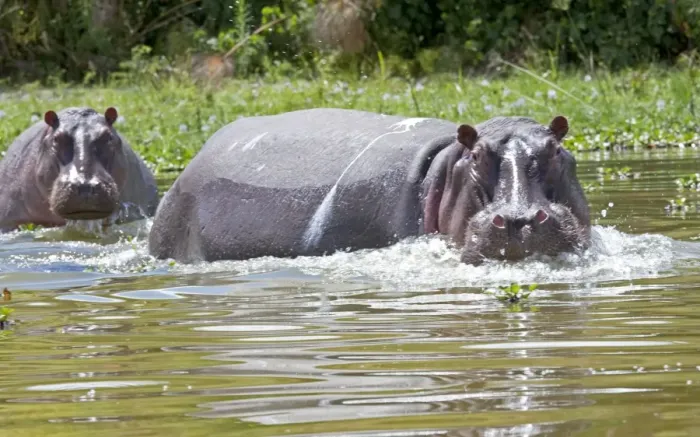 Framed Print : Hippopotamus - In water threatening - Lake Naivasha Kenya Africa Framed Print : Hippopotamus - In water threatening - Lake Naivasha Kenya Africa