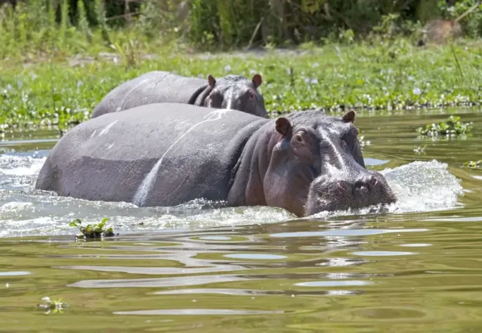 Framed Print : Hippopotamus - In water threatening - Lake Naivasha Kenya Africa Framed Print : Hippopotamus - In water threatening - Lake Naivasha Kenya Africa