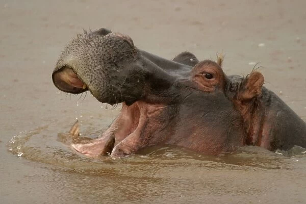 Hippopotamus - in water yawning. Maasai Mara - Kenya - Africa