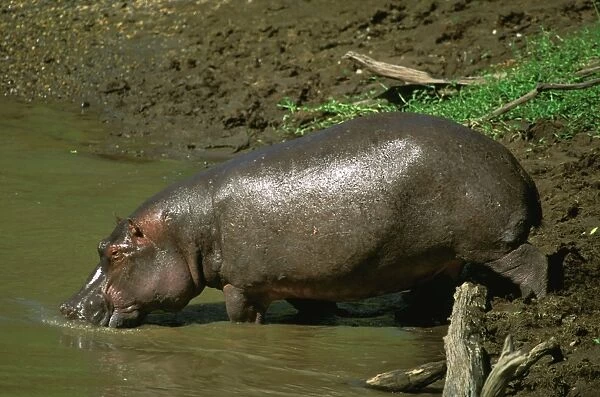 Hippopotamus - at water's edge drinking - Masai Mara National Reserve - Kenya JFL11505
