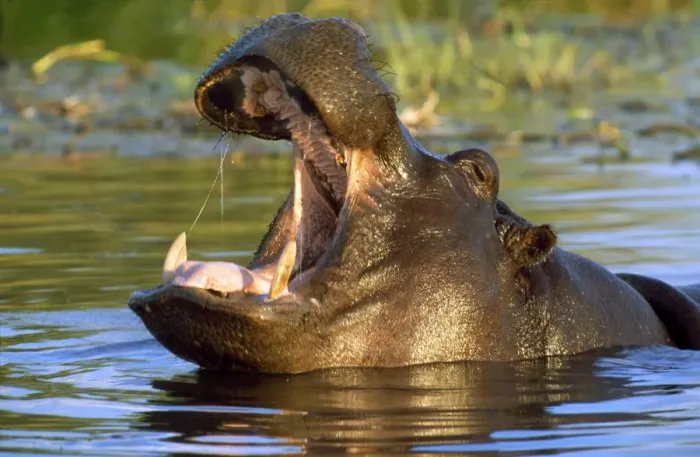 Framed Print : Hippopotamus - yawning - Okavango Delta - Botswana Framed Print : Hippopotamus - yawning - Okavango Delta - Botswana