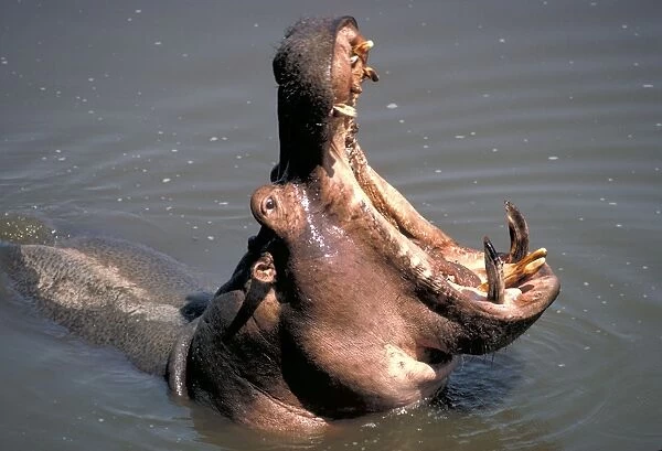 Hippopotamus yawning - South Luangwa National Park Zambia Africa