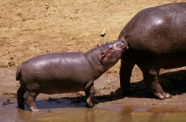 Hippopotamus - young at mother's heels - Kenya - Nile River valley of East Africa JFL01043