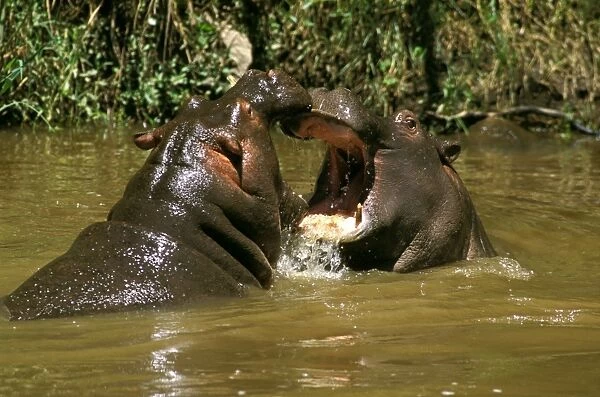Hippopotamus - young playing in water practising the great gape (up to 150 degrees) used for ritual aggressive display - Masai Mara National Reserve - Kenya - Nile River valley of East Africa JFL10598