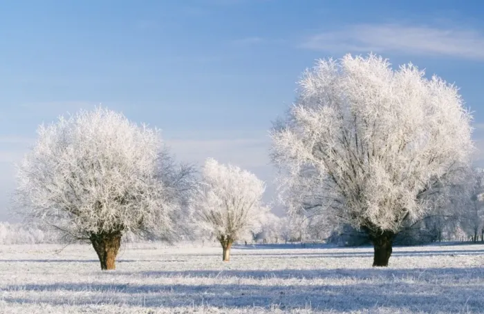 Framed Print : Hoar-Frost Pollard Willow Tree landscape Framed Print : Hoar-Frost Pollard Willow Tree landscape