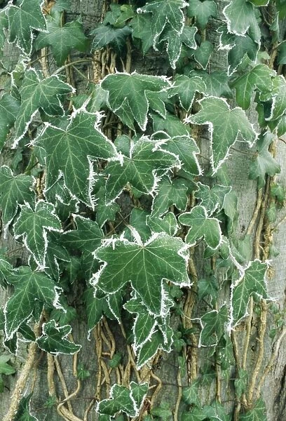 Hoar Frost SPH 267 Ivy leaves covered in frost, UK. © Steve Hopkin  /  ARDEA LONDON
