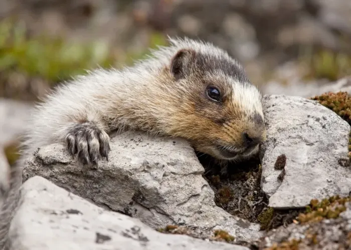 Framed Print : Hoary Marmot - above Chester Lake - Peter Lougheed Provincial Park near Kananaskis - Rockies - Canada