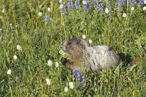 Hoary Marmot - Feeding on subalpine flowers Mount Rainier National Park, Washington State, USA MA000205