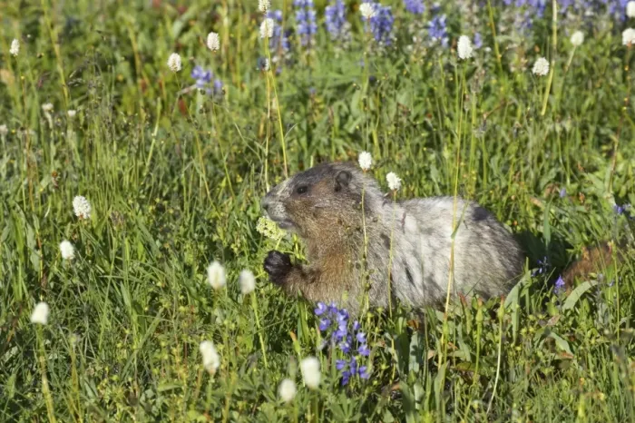 Framed Print : Hoary Marmot - Feeding on subalpine flowers Mount Rainier National Park, Washington State, USA MA000205 Framed Print : Hoary Marmot - Feeding on subalpine flowers Mount Rainier National Park, Washington State, USA MA000205
