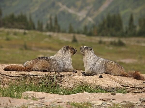Hoary Marmot - Glacier National Park - USA