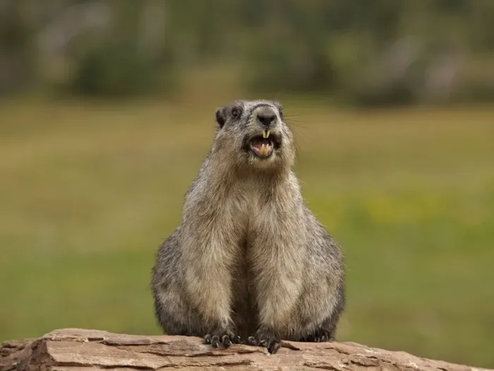 Framed Print : Hoary Marmot - Glacier National Park - USA Framed Print : Hoary Marmot - Glacier National Park - USA