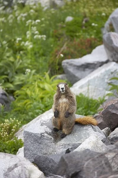 Hoary Marmot - On lookout rock Mount Rainier National Park, Washington State, USA MA000237