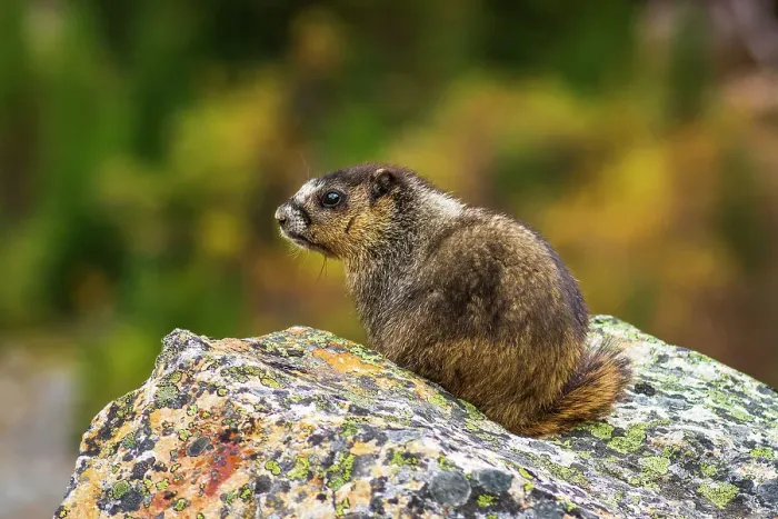 Framed Print : Hoary Marmot (Marmota caligata). Jasper National Park, Alberta, Canada. Date: 25-05-2021 Framed Print : Hoary Marmot (Marmota caligata). Jasper National Park, Alberta, Canada. Date: 25-05-2021