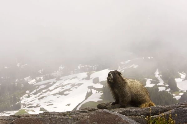 Hoary marmot (Marmota caligata) with snowy slopes beyond, on Mount Rainier, Cascade Mountains, Washington