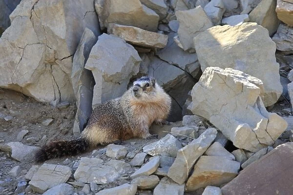 Hoary Marmot. Montana - United States