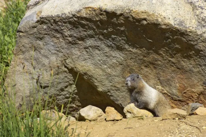 Framed Print : Hoary Marmot - Young at burrow Mount Rainier National Park, Washington State, USA MA000254 Framed Print : Hoary Marmot - Young at burrow Mount Rainier National Park, Washington State, USA MA000254