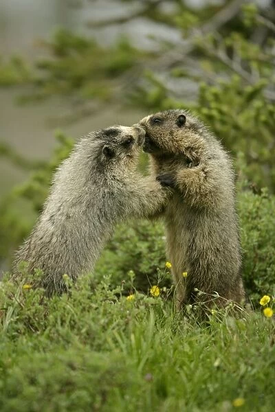 Hoary Marmots Wrestling - Found in Alaska south to Washington-northern Oregon and most of Montana and parts of Idaho - Lives on rocky mountain slopes and hillsides and in alpine meadows - Eats a variety of grasses-green plants