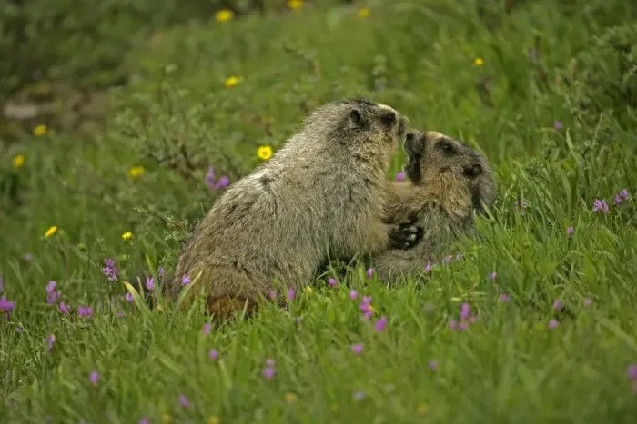 Framed Print : Hoary Marmots Wrestling - Found in Alaska south to Washington-northern Oregon and most of Montana and parts of Idaho - Lives on rocky mountain slopes and hillsides and in alpine meadows - Eats a variety of grasses-green plants Framed Print : Hoary Marmots Wrestling - Found in Alaska south to Washington-northern Oregon and most of Montana and parts of Idaho - Lives on rocky mountain slopes and hillsides and in alpine meadows - Eats a variety of grasses-green plants