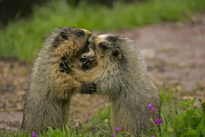 Framed Print : Hoary Marmots Wrestling - Found in Alaska south to Washington-northern Oregon and most of Montana and parts of Idaho - Lives on rocky mountain slopes and hillsides and in alpine meadows - Eats a variety of grasses-green plants Framed Print : Hoary Marmots Wrestling - Found in Alaska south to Washington-northern Oregon and most of Montana and parts of Idaho - Lives on rocky mountain slopes and hillsides and in alpine meadows - Eats a variety of grasses-green plants