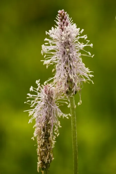 Framed Print : Hoary Plantain - in flower
