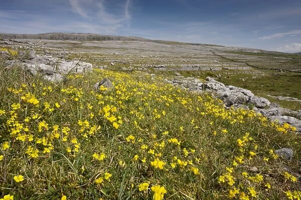 Hoary Rockrose and Bird's Foot Trefoil on limestone pavement / grassland, Black Head, the Burren, Eire