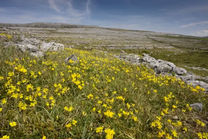 Framed Print : Hoary Rockrose and Bird's Foot Trefoil on limestone pavement / grassland, Black Head, the Burren, Eire Framed Print : Hoary Rockrose and Bird's Foot Trefoil on limestone pavement / grassland, Black Head, the Burren, Eire