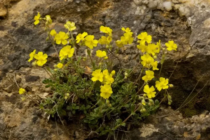 Framed Print : Hoary Rockrose (Helianthemum canum) in flower. Very rare in UK Framed Print : Hoary Rockrose (Helianthemum canum) in flower. Very rare in UK