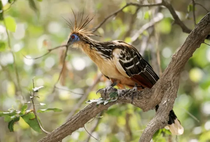 Framed Print : Hoatzin. WAT-3511. HOATZIN BIRD - on branch, side view Framed Print : Hoatzin. WAT-3511. HOATZIN BIRD - on branch, side view