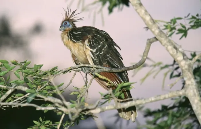 Framed Print : Hoatzin Amazon & Orinoco Basin, South America Framed Print : Hoatzin Amazon & Orinoco Basin, South America