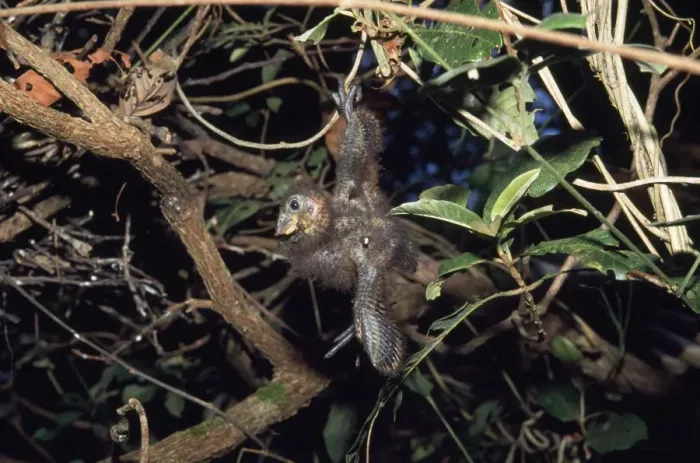 Framed Print : Hoatzin - chick hanging from branch, wing hook visible Framed Print : Hoatzin - chick hanging from branch, wing hook visible