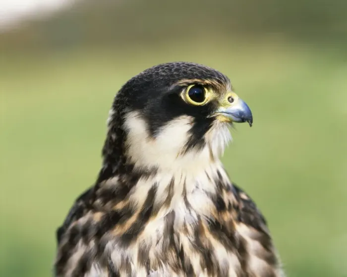 Framed Print : Hobby - close up of head Framed Print : Hobby - close up of head