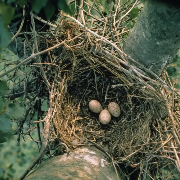 Framed Print : Hobby - eggs in nest of crow - Denmark Framed Print : Hobby - eggs in nest of crow - Denmark