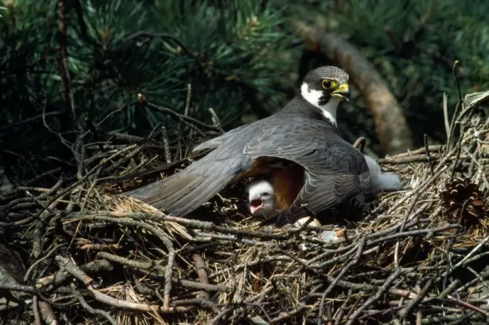 Framed Print : Hobby - on nest with chick
Framed Print : Hobby - on nest with chick