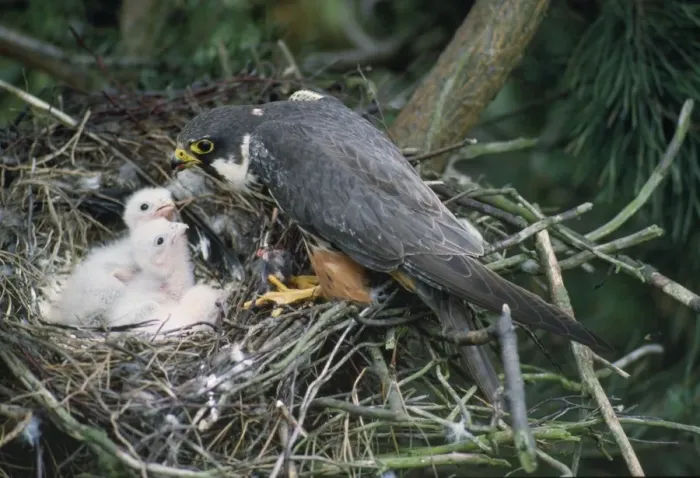 Framed Print : Hobby - at nest feeding young Framed Print : Hobby - at nest feeding young