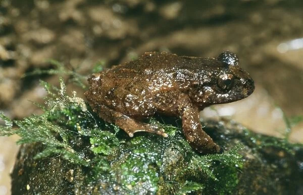 Hochstetter's Frog DH 2572 New Zealand endemic. Leiopelma hochstetteri © Don Hadden  /  ARDEA LONDON
