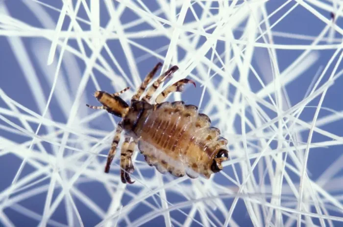 Framed Print : Hog Louse. PPG-1755. Hog Louse. Haematopinus suis Framed Print : Hog Louse. PPG-1755. Hog Louse. Haematopinus suis