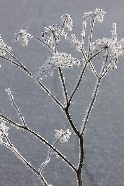 Hogweed - covered in frost