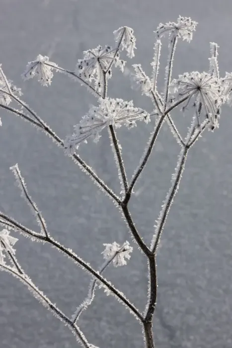 Framed Print : Hogweed - covered in frost Framed Print : Hogweed - covered in frost