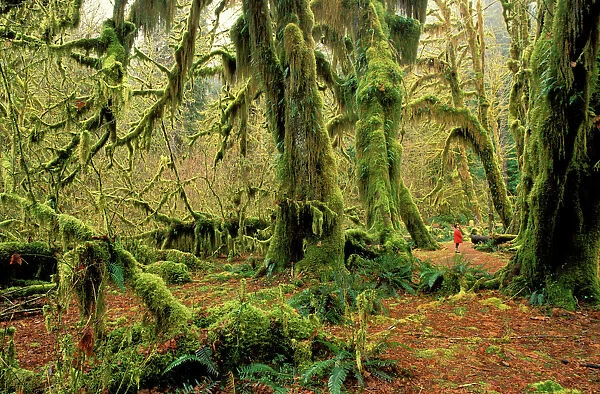 Hoh Forest Olympic National Park, Washington State, USA JPF32022