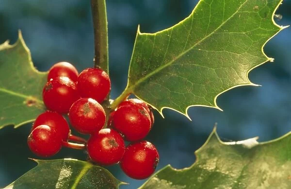 Holly ME 588 Berries & shrub Ilex aquifolium © Johan De Meester  /  ARDEA LONDON