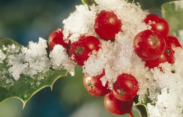 Holly ME 589 Berries & shrub © Johan De Meester  /  ARDEA LONDON