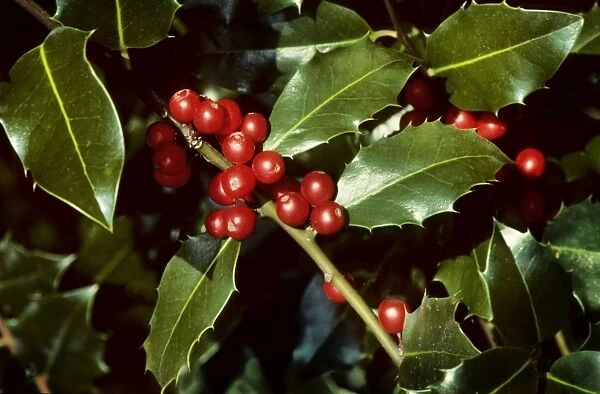 Holly - with berries