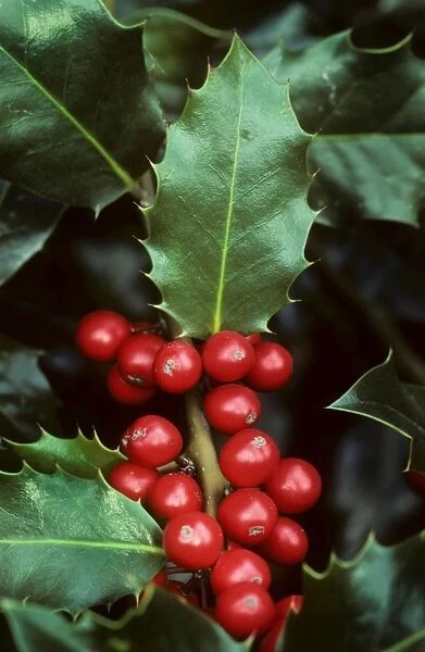 Holly with berries close-up