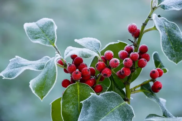 Framed Print : Holly Berries - covered with hoar frost, midwinter, Dorset Framed Print : Holly Berries - covered with hoar frost, midwinter, Dorset