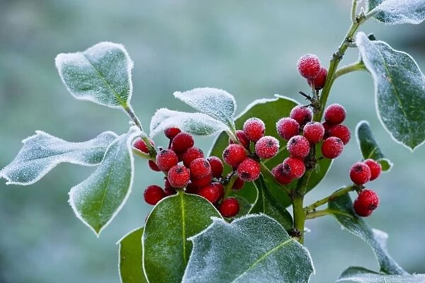 Holly Berries - covered with hoar frost, midwinter, Dorset