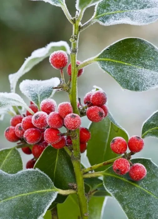 Framed Print : Holly Berries - covered with hoar frost - midwinter - Dorset - UK Framed Print : Holly Berries - covered with hoar frost - midwinter - Dorset - UK