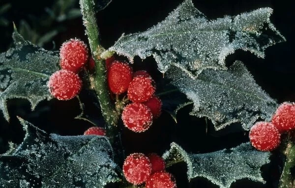 Holly berries with ice in winter
