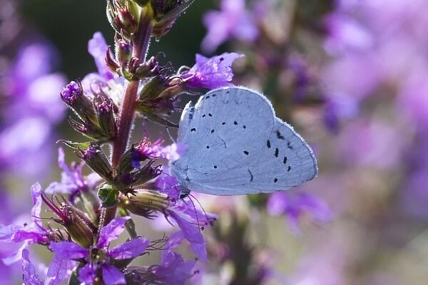 Holly Blue Butterfly - feeding on garden flower - Essex - UK IN000971